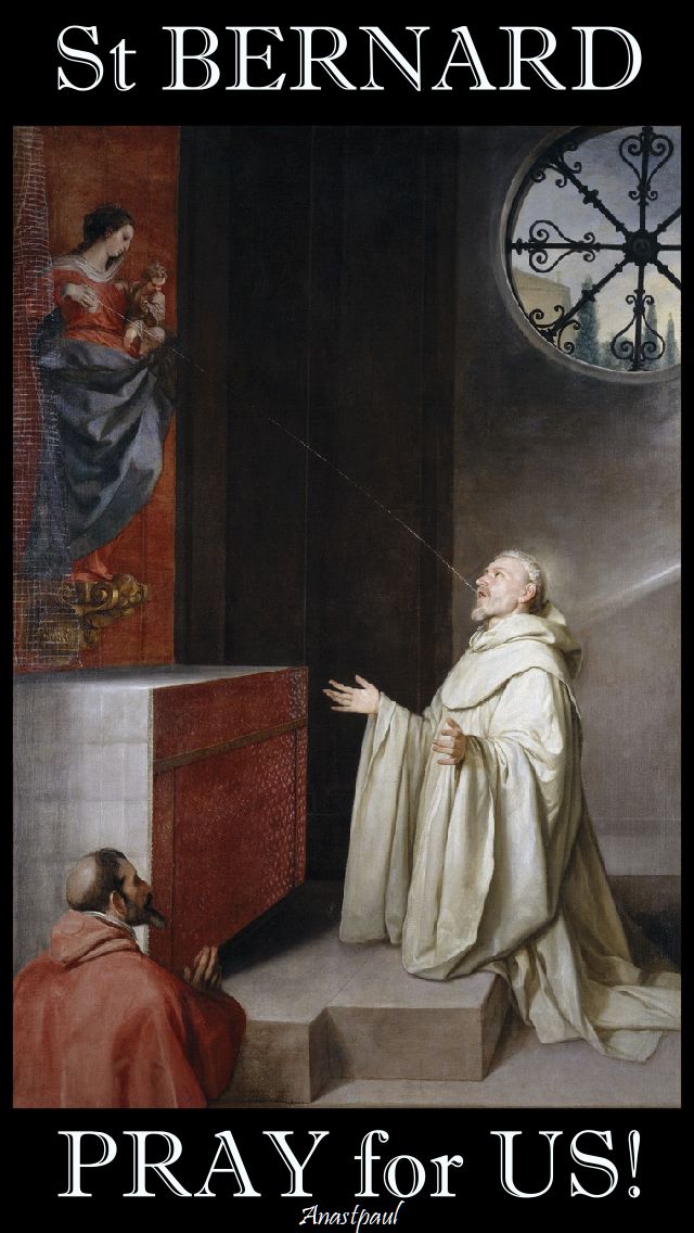 st bernard pray for us 2