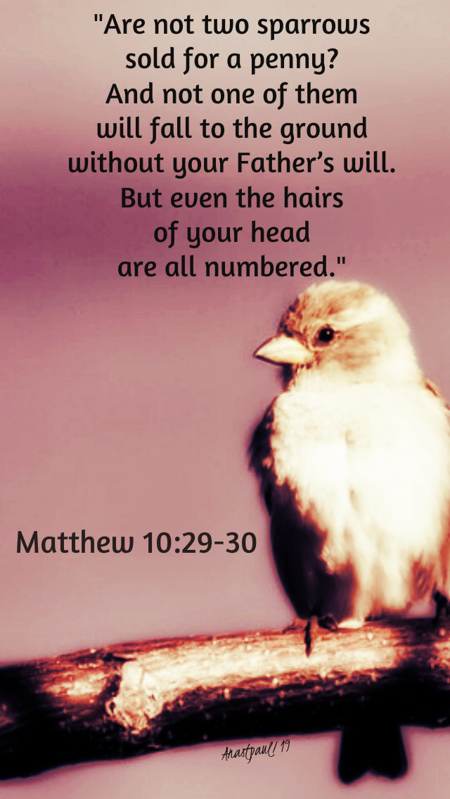 are not two sparrows sold for a penny matthew 10 29 -20 13 july 2019.jpg
