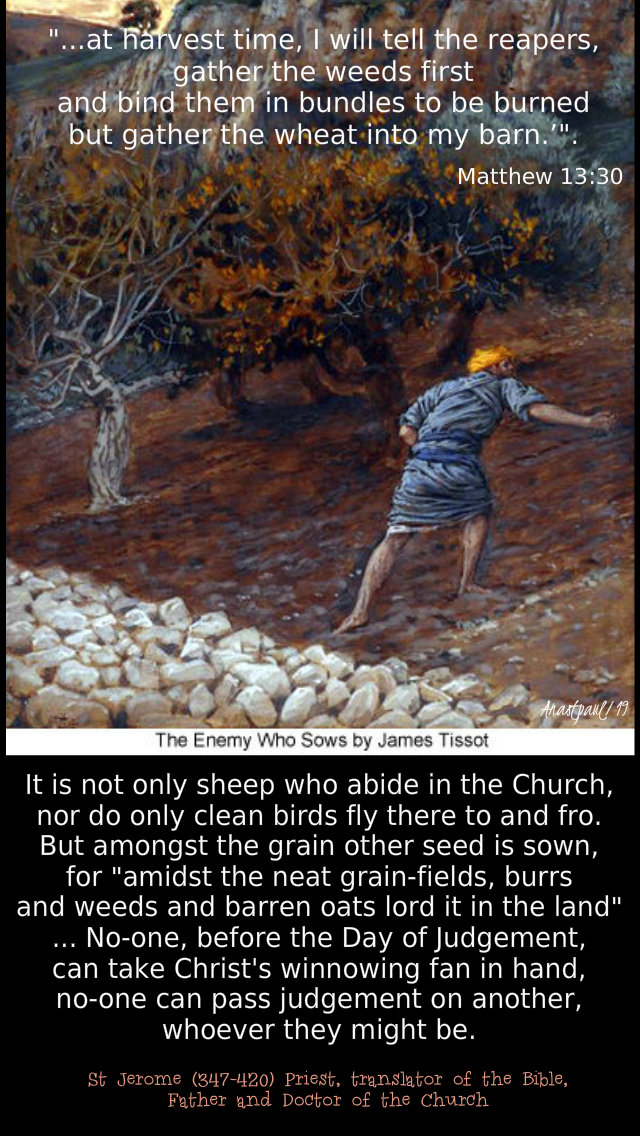 at harvest time i will tell the reapers - matthew 13 30 - not only sheep abide in the church st jerome 27 july 2019.jpg