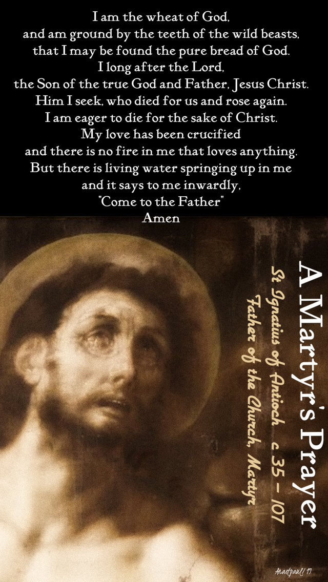 i am the wheat of god - st ignatius of antioch 17 oct 2019.jpg