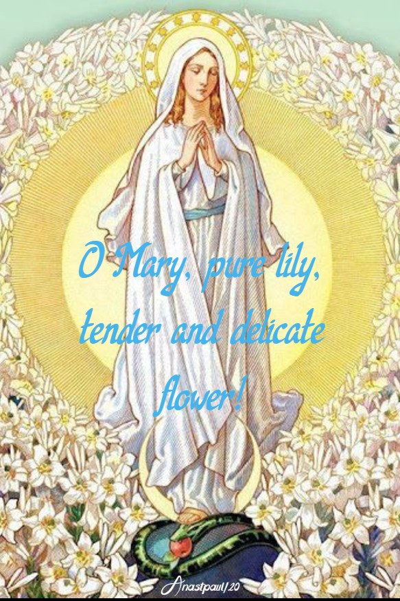 o mary pure lily 2 17 may 2020 st john XXIII